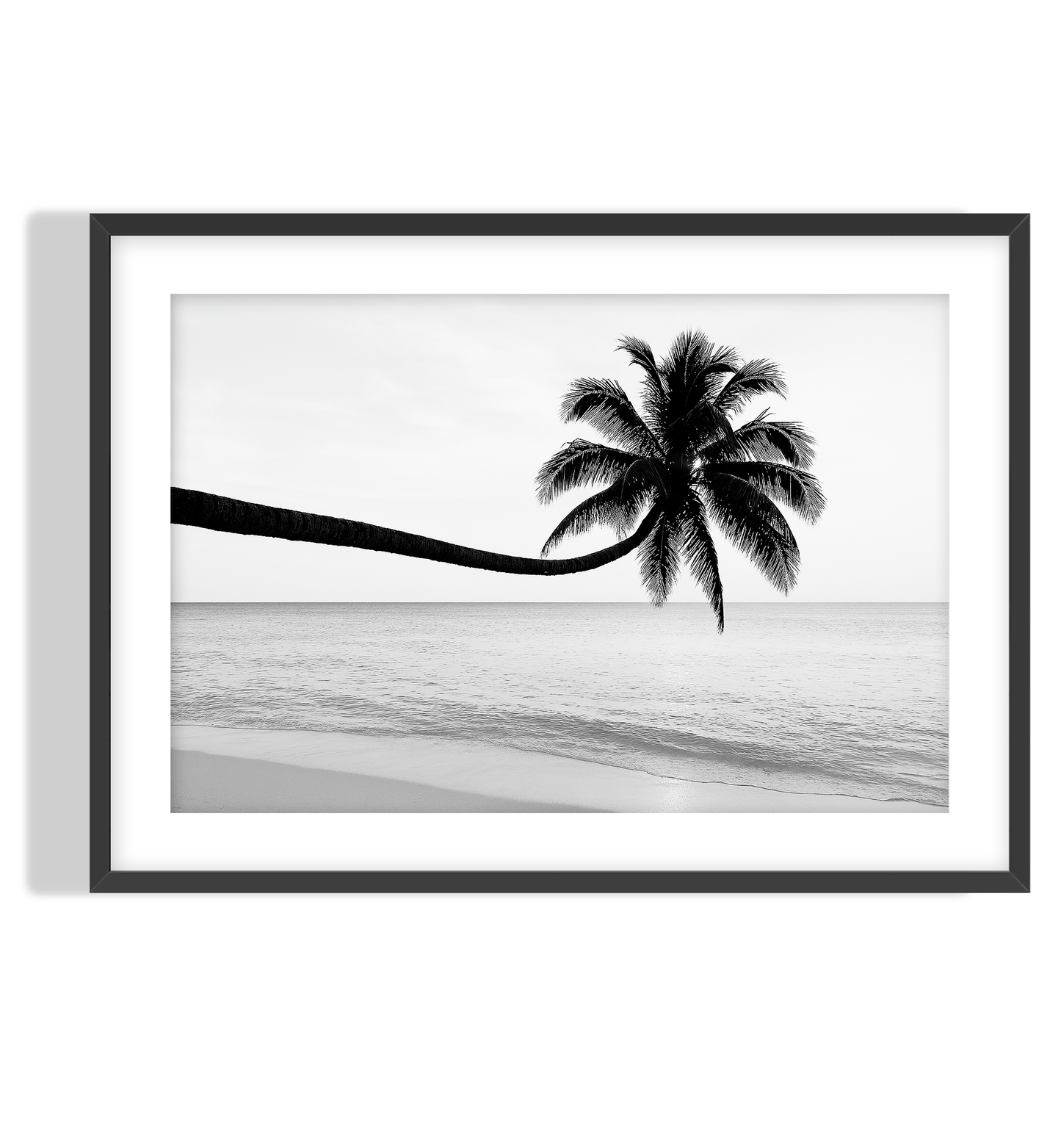 Monochrome Palm