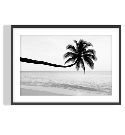 Monochrome Palm