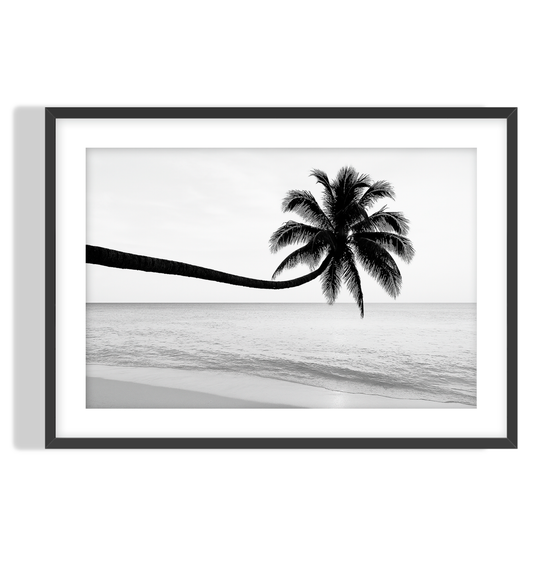 Monochrome Palm