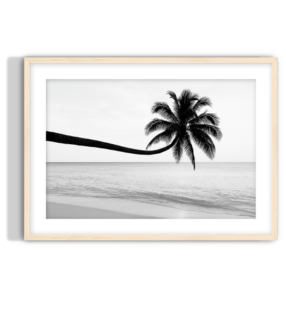 Monochrome Palm